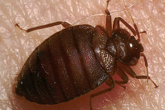 臭虫怎么消灭,臭虫怕什么